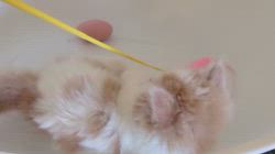 下辻由紀ブリーダーのブログ：9月28日生まれのミヌエット（短足）