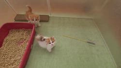 下辻由紀ブリーダーのブログ：10月生まれのマンチカン