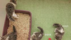 下辻由紀ブリーダーのブログ：11月16日生まれのミヌエット