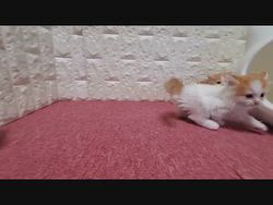 のブログ：マンチカンの子猫