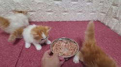 下辻由紀ブリーダーのブログ：マンチカンの子猫