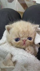 宮澤玲子ブリーダーのブログ：逃してはいけなーい