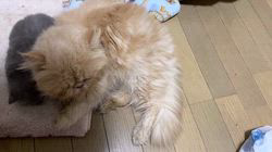 宮澤玲子ブリーダーのブログ：母猫は幸せなの？ほんとうに？