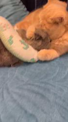 宮澤玲子ブリーダーのブログ：遺伝子により病気とその違い