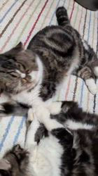 宮澤玲子ブリーダーのブログ：愛猫の子どもがほしい！！という飼い主様の願い