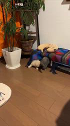 宮澤玲子ブリーダーのブログ：こま太郎とちゃんみなちゃんのその後・・・