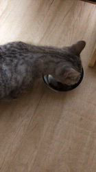 板敷直紘ブリーダーのブログ：ママたちとパパ🐱ྀི🐱ྀི🐱ྀི