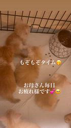 成澤美咲ブリーダーのブログ：動く姿が可愛い🤭