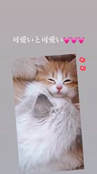 のブログ：マンチカンとラグドール🫶