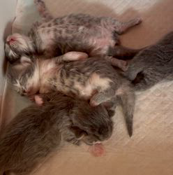 小坂徳子ブリーダーのブログ：スヤスヤ😪ピクピク🤭