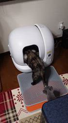 山田博美ブリーダーのブログ：自動トイレ🚽人気者