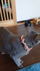 山田博美ブリーダーのブログ：来週、出産予定ドキドキ💗