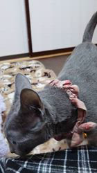 山田博美ブリーダーのブログ：ぽんぽこお腹も今月末予定