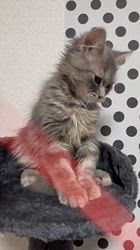 三角良子ブリーダーのブログ：可愛いマンチカンちゃん募集中です