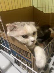 津布久湖南ブリーダーのブログ：子猫成長風景