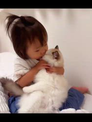 森佑希ブリーダーのブログ：毎日人間の子どもにキスされて、もうあきらめ顔の猫ちゃん