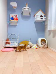 森佑希ブリーダーのブログ：🐾 ちび猫、今日もルンルンおさんぽタイム