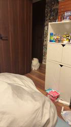 のブログ：7ヶ月のふわふわ王子様🤍🐾