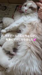 寺尾真弘ブリーダーのブログ：ラグドール仔猫