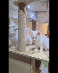 のブログ：🐾 ゴージャスすぎる！メインクーン兄弟の成長記録✨