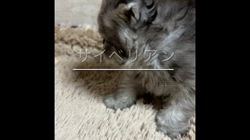 有島寛子ブリーダーのブログ：いままで見た中で？？