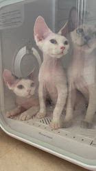 のブログ：デボンレックスの子猫達シャンプーDAY🛁🧴