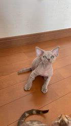 のブログ：ラファちゃんBabyたち🐈‍⬛