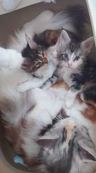 浅野奈央ブリーダーのブログ：ママと一緒