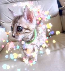 市川綾ブリーダーのブログ：スノーベンガルの男の子🐾ご家族様募集中です♪