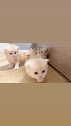 三宅理之ブリーダーのブログ：ミヌエット💖