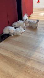 三宅理之ブリーダーのブログ：7/24生まれ♡ネヴァマスカレード6兄妹🐾