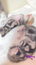 森田良市ブリーダーのブログ：コマチちゃん初めての出産👼👼