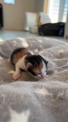 森田良市ブリーダーのブログ：マリモ😺1子ニャンコ👼産まれました