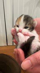 森田良市ブリーダーのブログ：マリモの三毛猫ちゃん目がひらきました