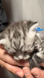 森田良市ブリーダーのブログ：目がなかなか開かないよー