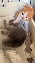 のブログ：マリモの子猫たち