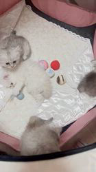 佐野綾子ブリーダーのブログ：かまってちゃん達🐈