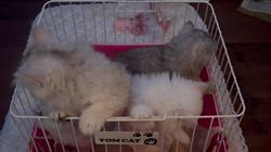 佐野綾子ブリーダーのブログ：生後57日目🐈