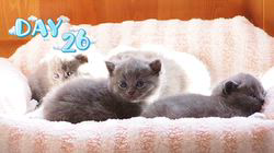 清水冴衣ブリーダーのブログ：ひだまりの子猫たち
