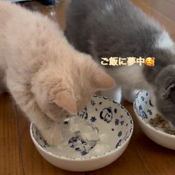 向井知子ブリーダーのブログ：なな＆茶々丸