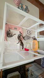 浦口由美ブリーダーのブログ：そらチビ·͜·ᰔᩚ むぎチビ(๑ơ ₃ ơ)✨✨