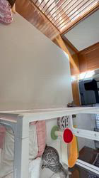 浦口由美ブリーダーのブログ：みんな脱走中｡ﾟ┌(ﾟ´Д`ﾟ)┘ﾟ｡