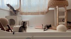 大原有花ブリーダーのブログ：朝のルーティン🐾☀️