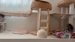 大原有花ブリーダーのブログ：朝のルーティン🐾☀️