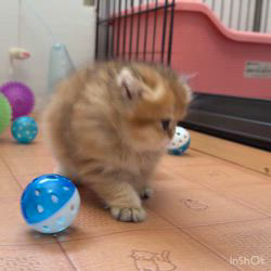 納谷颯ブリーダーのブログ：ハニーベビー成長記録29日目🍯  順調に成長中です✨💕