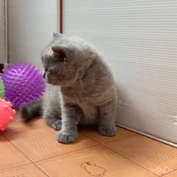 納谷颯ブリーダーのブログ：コタラベビー成長記録31日目😁✨  本日から見学できます✨