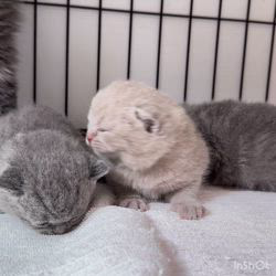納谷颯ブリーダーのブログ：エビちゃんベビー成長記録13日目🦐  今日からケージ生活スタートです✨