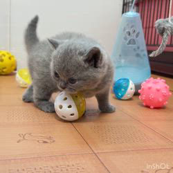 納谷颯ブリーダーのブログ：エビちゃんベビー成長記録23日目🦐  順調に成長中です♪♪