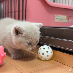 納谷颯ブリーダーのブログ:エビちゃんベビー成長記録27日目🦐  行動範囲が広がってきました✨