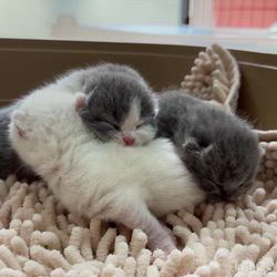 納谷颯ブリーダーのブログ：カキちゃんベビー成長記録6日目🤍🖤  順調に成長中です😆